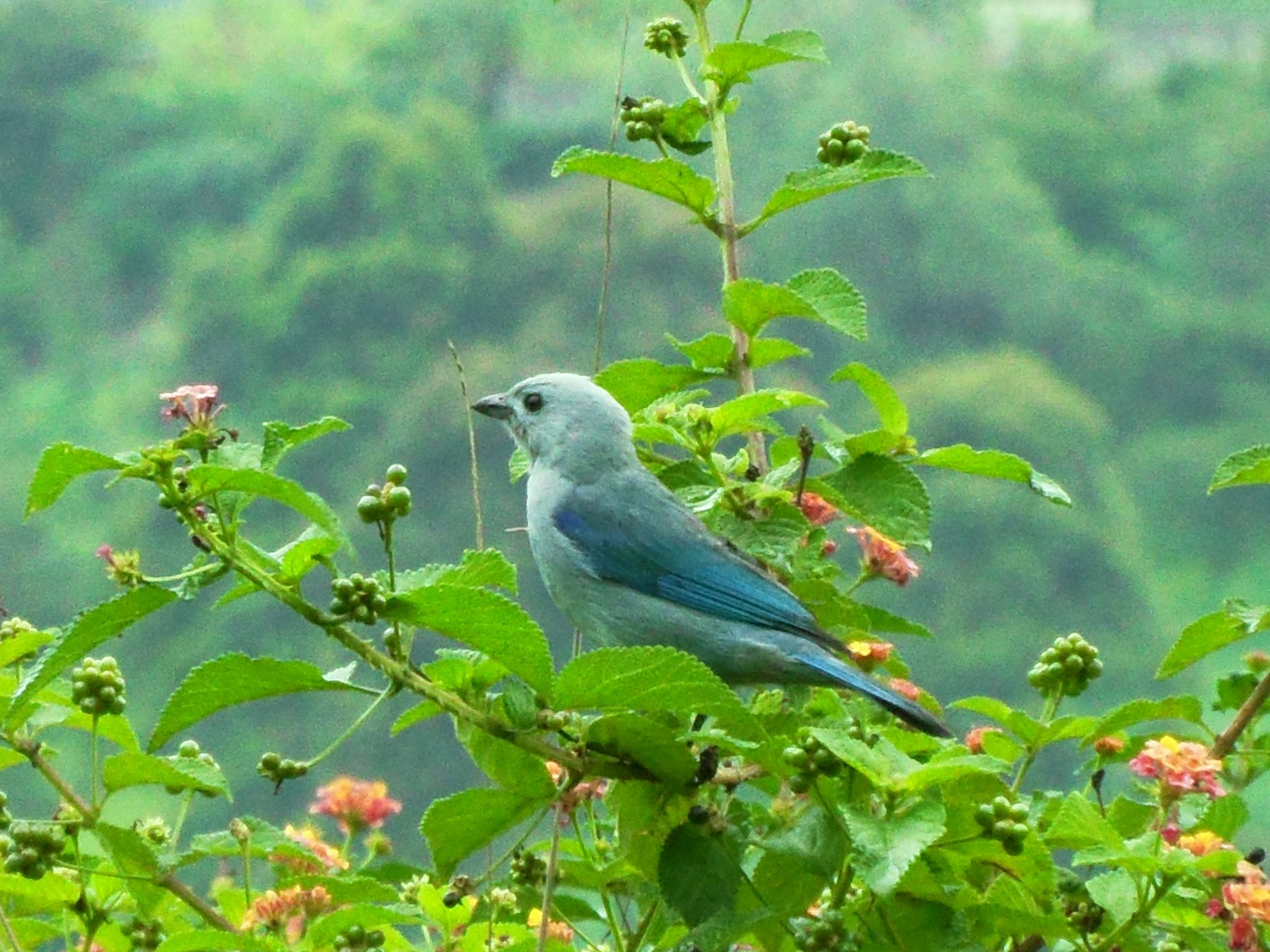 Un oiseau bleu